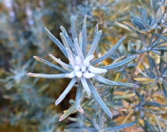 Baccharis grisebachii