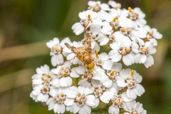 Oxyna flavipennis
