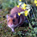 Golden Hamster - Photo (c) Sqrt, some rights reserved (CC BY)