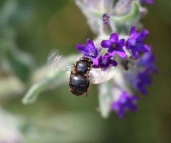 Anthophora retusa