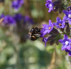 Anthophora retusa