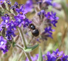Anthophora retusa