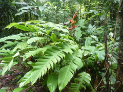 Heliconia irrasa