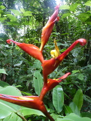 Heliconia irrasa