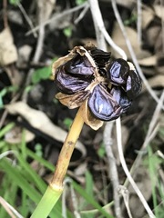 Sprekelia formosissima