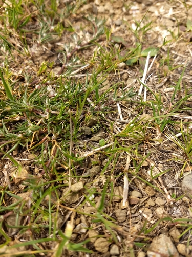 iNaturalist observation photo of Spotted Cucumber Beetle