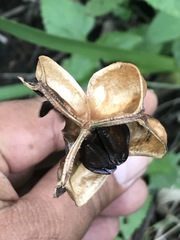 Sprekelia formosissima