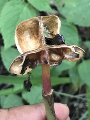 Sprekelia formosissima
