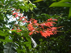 Warszewiczia coccinea