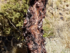 Polylepis tomentella