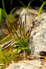 Cardamine bellidifolia