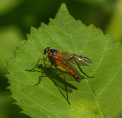 Rhagio immaculatus