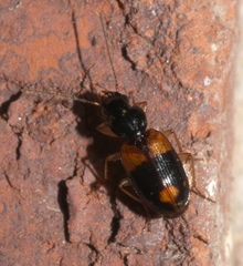 Badister maculatus