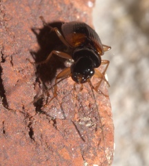 Badister maculatus
