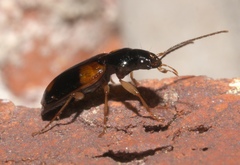 Badister maculatus