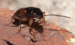 Badister maculatus