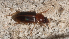 Stenolophina