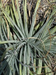 Hechtia podantha