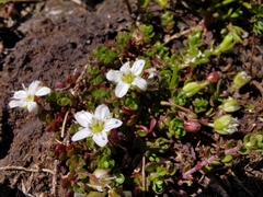 Arenaria biflora