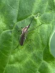 Aedes trivittatus