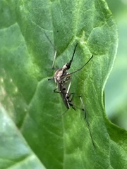 Aedes trivittatus