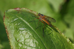 Rhagio immaculatus