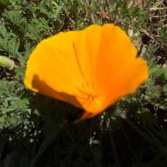 Eschscholzia californica californica