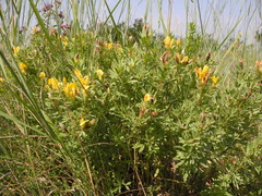 Chamaecytisus