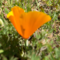 Eschscholzia californica californica
