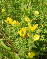 Chamaecytisus