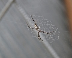 Argiope mascordi