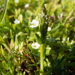Plagiobothrys humistratus