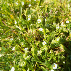 Plagiobothrys humistratus