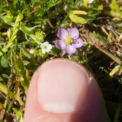 Plagiobothrys humistratus