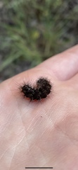 Hypoprepia miniata