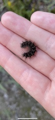 Hypoprepia miniata