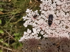 Acmaeoderella flavofasciata flavofasciata
