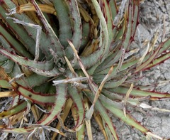 Hechtia podantha