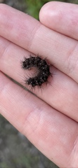 Hypoprepia miniata