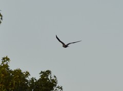 Ictinia mississippiensis