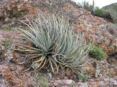 Hechtia podantha