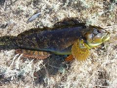 Hexagrammos lagocephalus