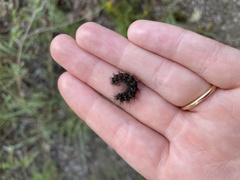 Hypoprepia miniata