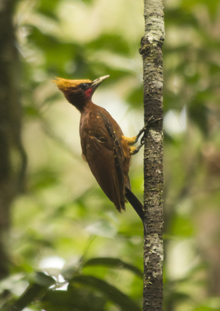 Chestnut Woodpecker
