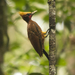 Chestnut Woodpecker - Photo (c) Sean McCann, some rights reserved (CC BY-NC), uploaded by Sean McCann