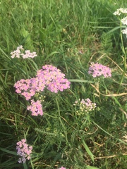 Achillea asiatica