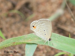 Euchrysops malathana