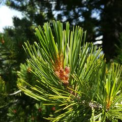 Pinus cembra