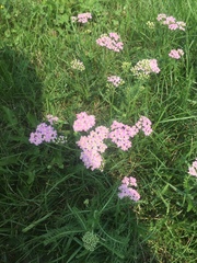 Achillea asiatica