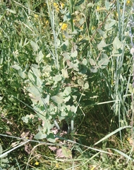 Hieracium virosum